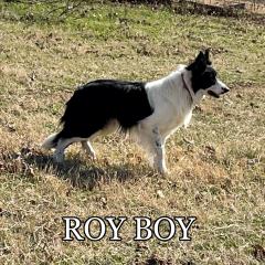 Roy Boy*Click more picture*s! Photo