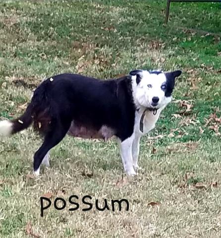 Possum* Photo