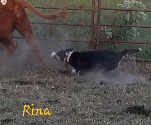 Rina* Born 9-1-2013 click* Photo